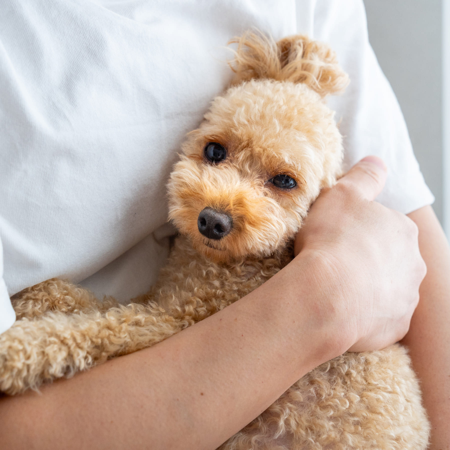 子犬の一生に、責任を持つということ