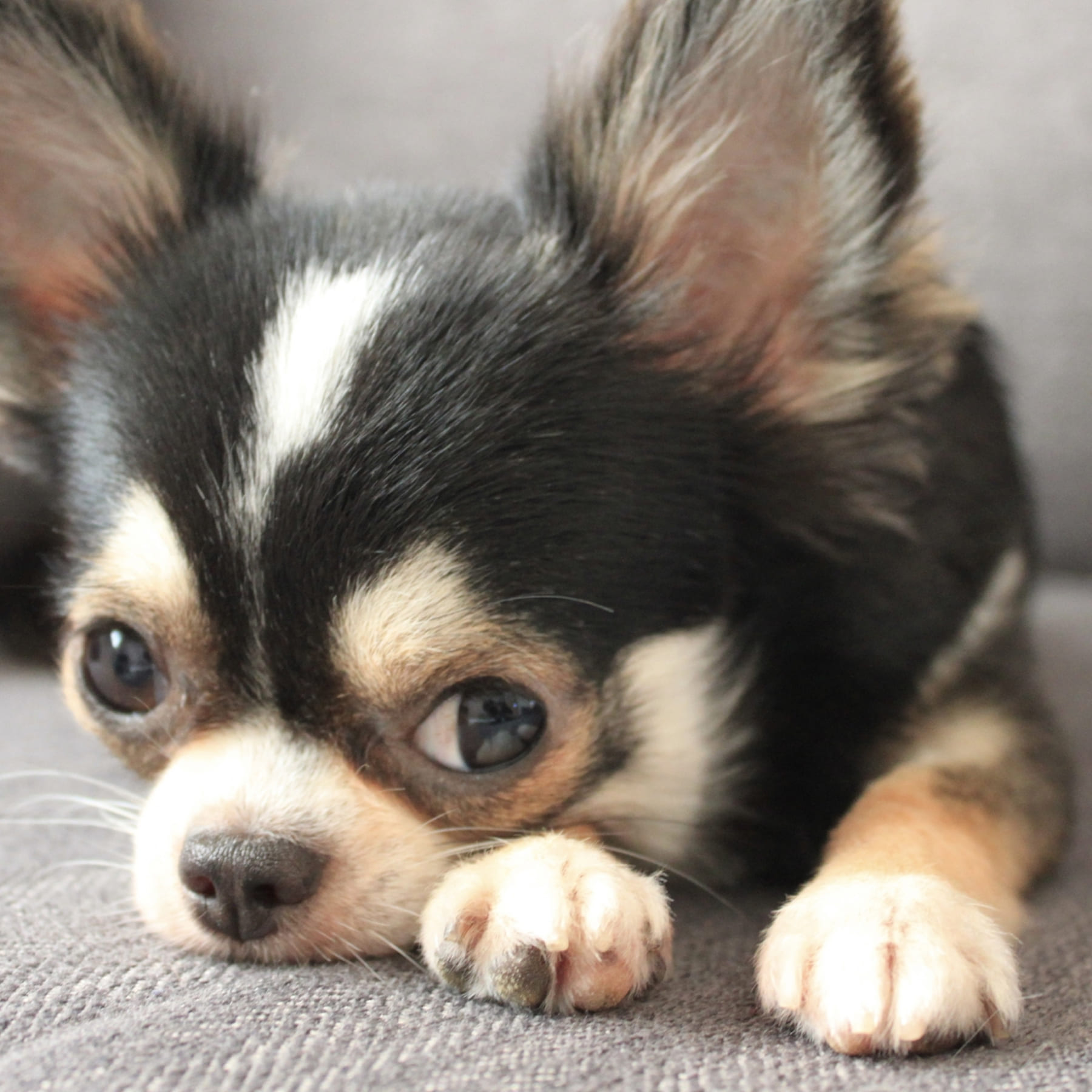 家庭の中で育てる、あたたかなブリーディング