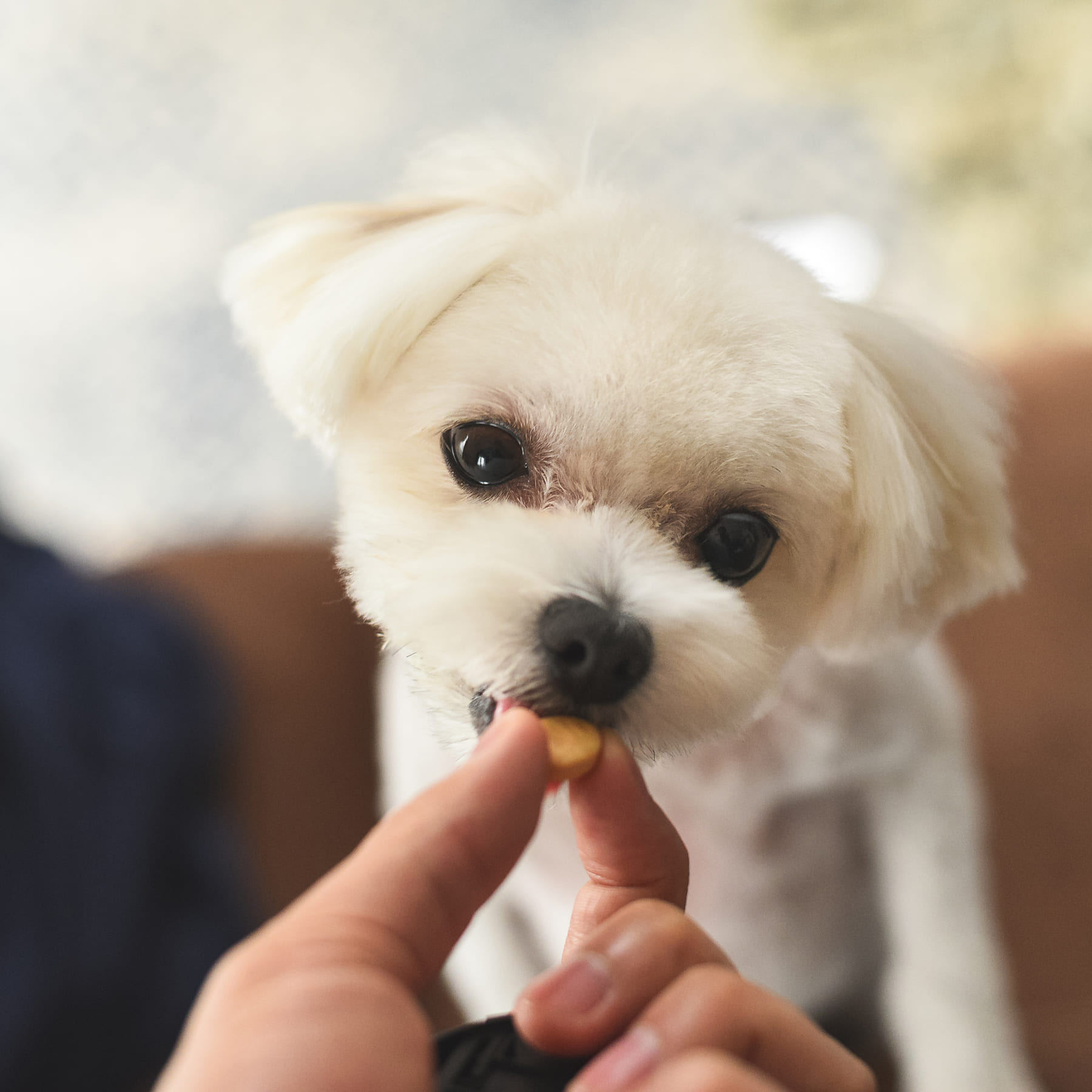 一頭一頭に目が届く、小規模ブリーディング