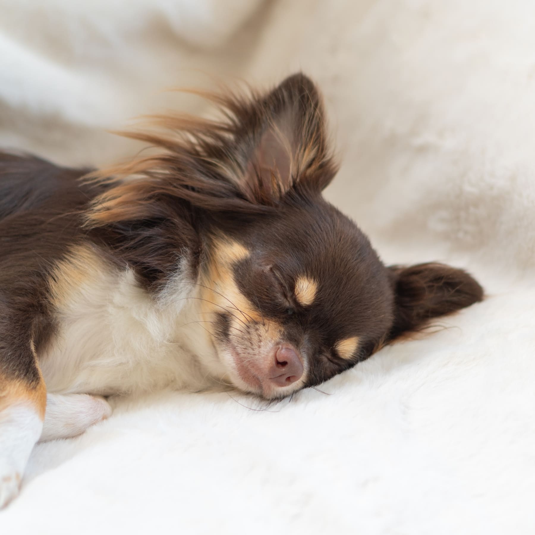 母犬を大切にすることが、子犬の幸せにつながる