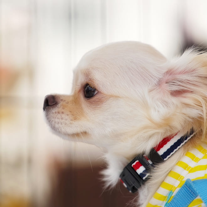 犬舎を見学する