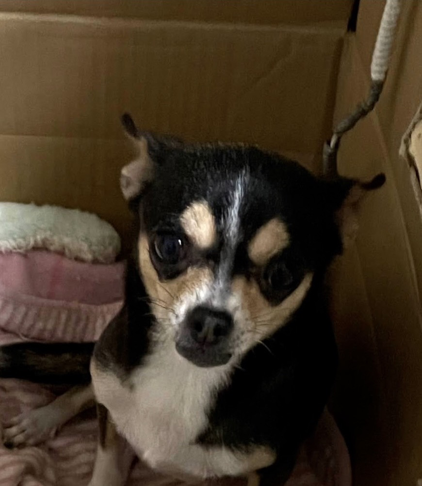 【里子情報】8歳女の子避妊手術