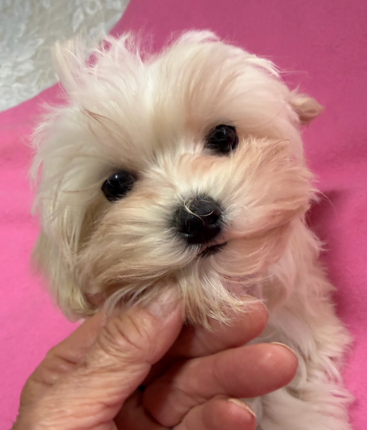 【家族が決まりました🌻】メス　2025/9/24生まれ　ミックス（マルチーズ✖️プードル）