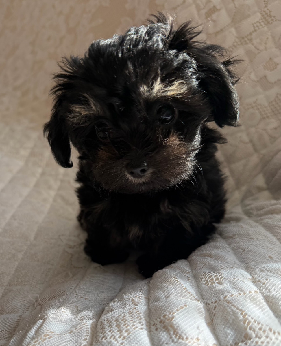 メス　2025/11/8 生まれ　ミックス（プードル×チワワ）